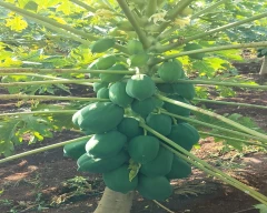 Red Lady Taiwan 786 Papaya for sale in Hyderabad