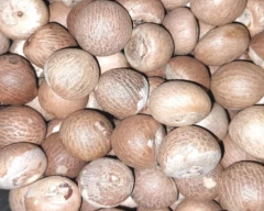 Motti Arecanut for sale in Imphal East