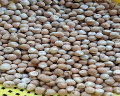 Gini Arecanut required in Dakshina Kannada