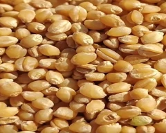 DBW-187 (Karan Vandana) Wheat for sale in Tikamgarh