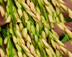 1509 Paddy for sale in Budaun