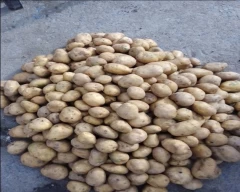 Pukhraj Potato for sale in Indore