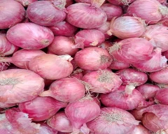 Nasik Onion for sale in Nashik