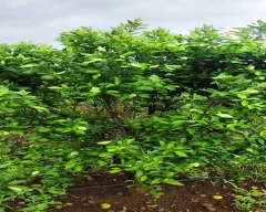 B Grade Quality Orange for sale in Washim