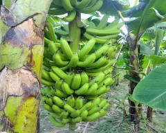 G-9 Banana for sale in Bareilly