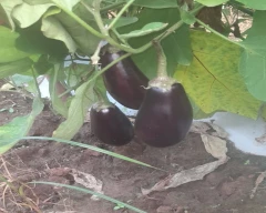 Bharta Brinjal for sale in Gariyaband