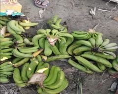 G-9 Banana for sale in Kushinagar