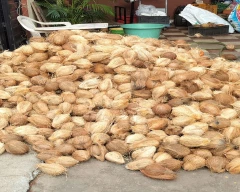 De Husked Coconut for sale in Bengaluru Urban