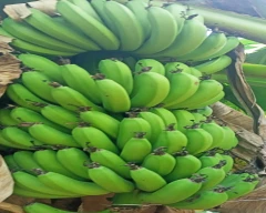 Normal Banana for sale in Kaushambi
