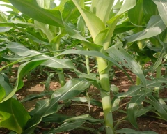 Corn Maize for sale in Bhilwara