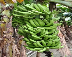 Normal Banana for sale in Madhepura