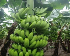 G-9 Banana for sale in Jalgaon