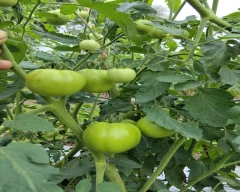 B Grade Quality Tomato for sale in Guna