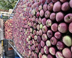 Kashmiri Apple for sale in Kulgam