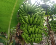 Normal Banana for sale in Lakhimpur