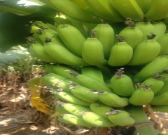 G-9 Banana for sale in Pune