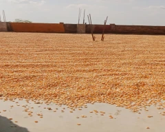 Corn Maize for sale in Begusarai