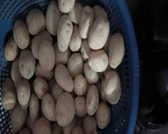 3797 Potato for sale in Bharatpur