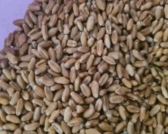 Shree Ram 303 Wheat for sale in Agra