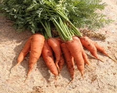 Takii 999 Carrot for sale in Chikballapur