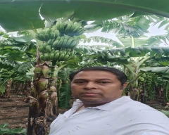 G-9 Banana for sale in Jalgaon