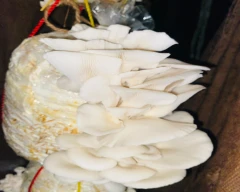 Oyster Mushroom for sale in Navsari