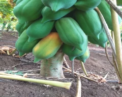 Number 15 Papaya for sale in Solapur