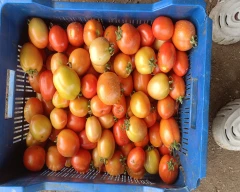 A Grade Quality Tomato for sale in Osmanabad