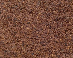 Normal Sesame for sale in Bankura