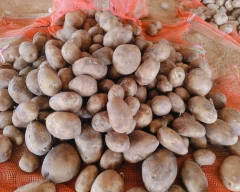 Khyati Potato for sale in Sambhal
