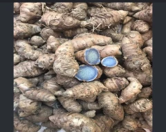 Black Turmeric for sale in Allahabad