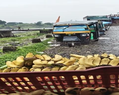 G-9 Banana required in Ratlam