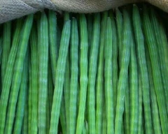 A Grade Quality Drumstick for sale in Tiruvallur