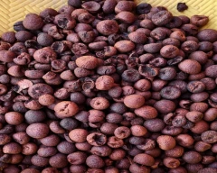 Rashi Arecanut for sale in Chikkamagaluru