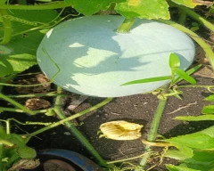 Normal Ash gourd for sale in Jayashankar Bhoopalpally