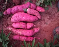 Normal Sweet Potato for sale in Tumakuru