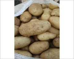 Chipsona Potato for sale in Gautam Buddha Nagar