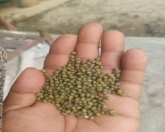 A Grade Quality Moong Dal for sale in Bhadradri Kothagudem