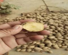 Chipsona Potato required in Rampur