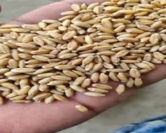 Milling Wheat for sale in Jabalpur