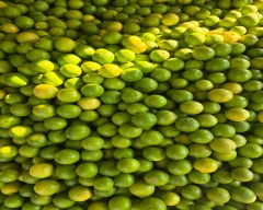 A Grade Quality Lemon for sale in Vijayapura