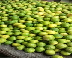 A Grade Quality Lemon for sale in Chennai