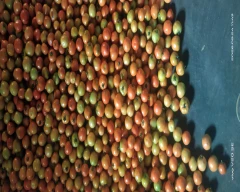 Saaho (TO-3251) Tomato for sale in Balrampur