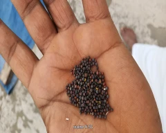 Black Mustard required in Samastipur