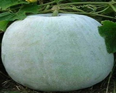 Normal Ash gourd for sale in Guntur
