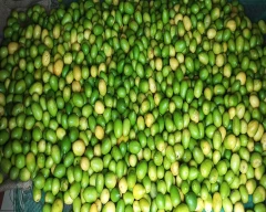 A Grade Quality Lemon for sale in Mayurbhanj