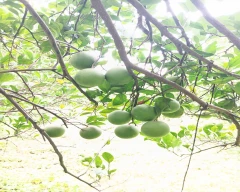 Normal Mosambi for sale in Jalna