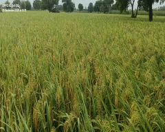 Normal Paddy for sale in Aligarh