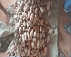 Lal Rajendra 1 Potato for sale in RaeBareli