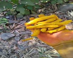Bulb Turmeric for sale in Thane